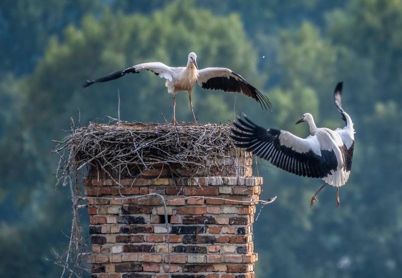 Expert Chimney Animal Removal in Burbank, IL Professional Chimney Animal Removal Services in Burbank, Illinois